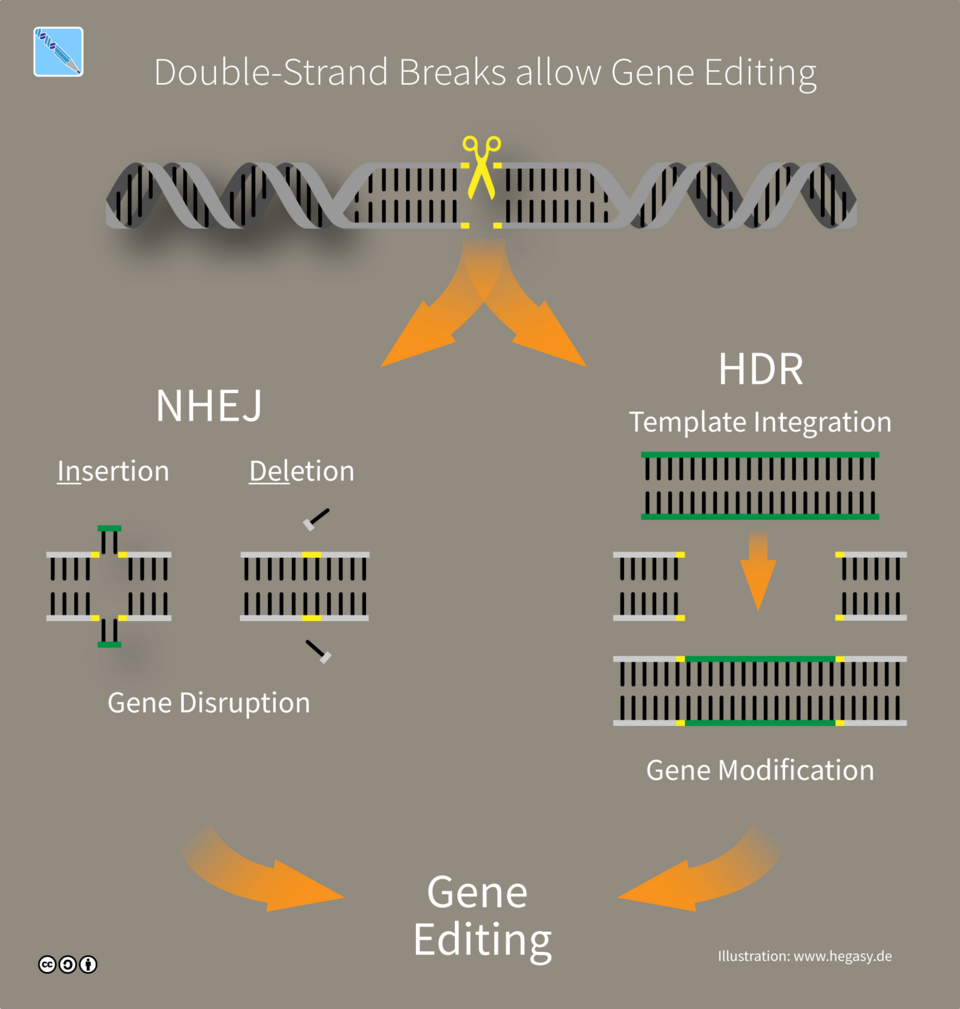 Gene Editing Wikimedia Commons