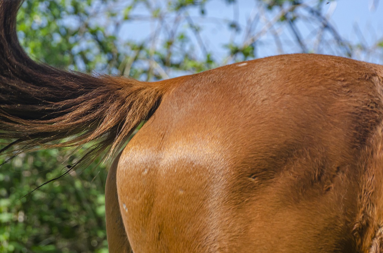 3 Steps to Find the Horse’s A** In Your Company (and Create Space for