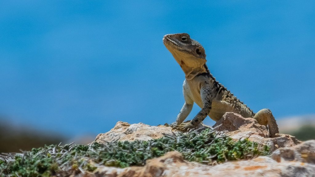 Adaptation is Quickly Becoming a Critical Leadership Skill