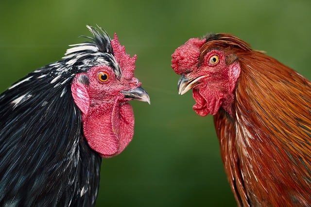 A Tale of Two Narratives on Polarization